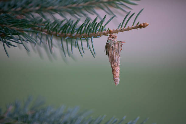 psychés sur une branche - psyche photos et images de collection