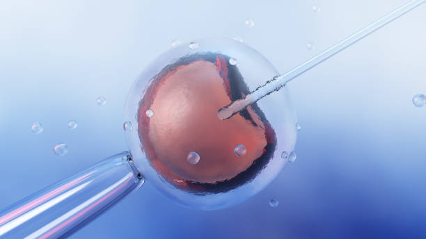 istock Microscopic research of in vitro fertilization IVF 1015684880