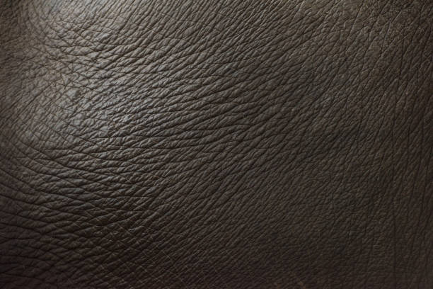Elephant skin texture abstract gray color background.