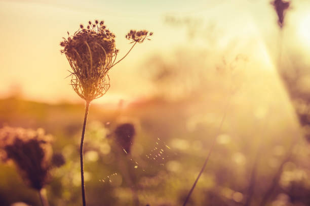 istock Wild dry flowers on autumn meadow. Selective focus 1015687434