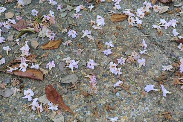 istock Pink flowers and dry leaf fall on the bricks walkway. 1015692574