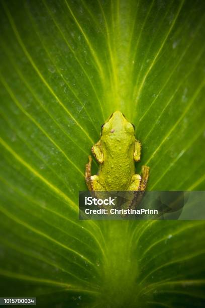 Pacific Tree Frog Stock Photo - Download Image Now - Animal Wildlife, Backgrounds, British Columbia