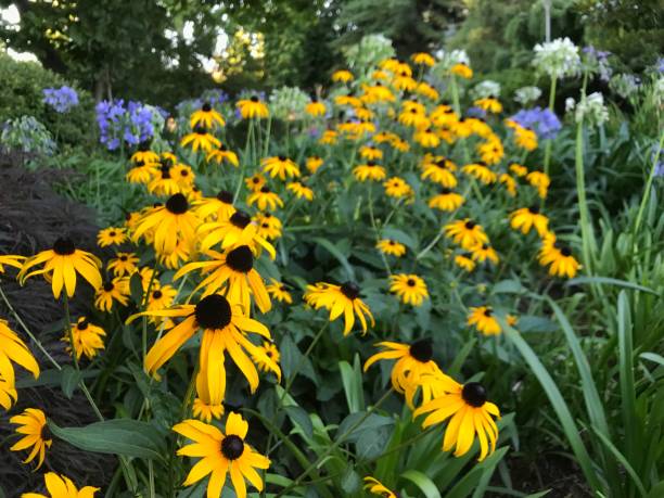 istock Daisies next to the Lugano lake 1015700118