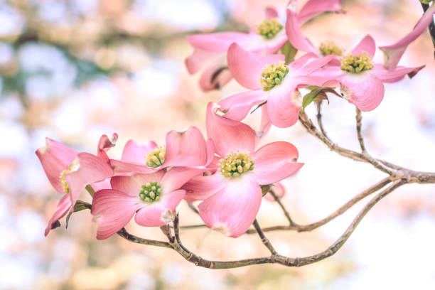 Pink Dogwood Flowers on Tree The stars aligned for a bumper crop of perfect blossoms pink flowering dogwood stock pictures, royalty-free photos & images