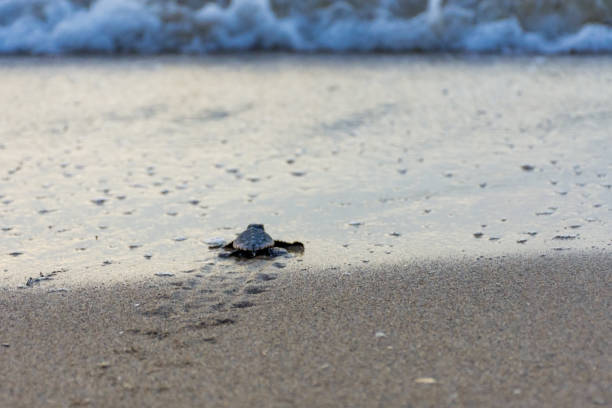 istock baby loggerhead turtle on the sand heading for the ocean 1015705522