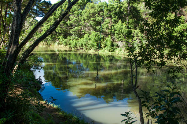 istock Swimming hole in a river in the forest 1015712648