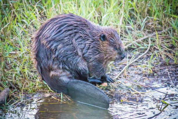 north american beaver - north american beaver fotos imagens e fotografias de stock