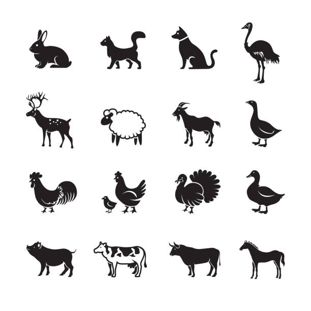 animal farm-symbol - livestock isolated young animal chicken stock-grafiken, -clipart, -cartoons und -symbole