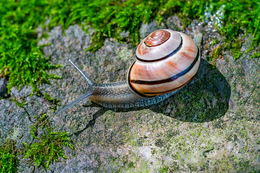 Snail on mossy rock after a rain storm.
