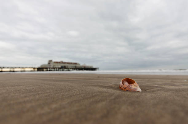 istock snail shell on the sand on beach with bokeh background 1015730516