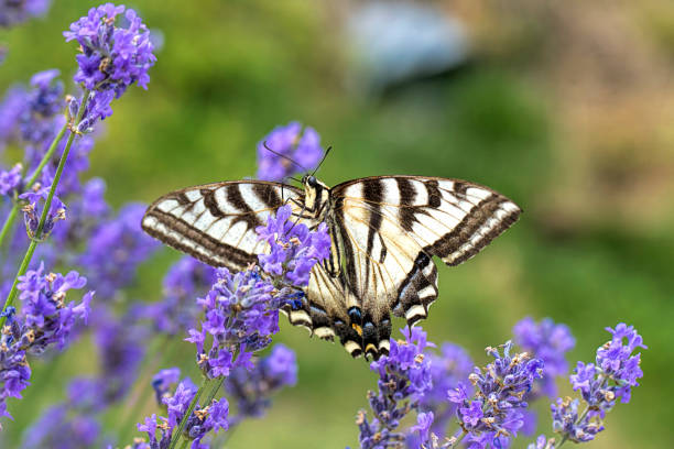 istock Yellow butterfly on lavender flowers. 1015730570