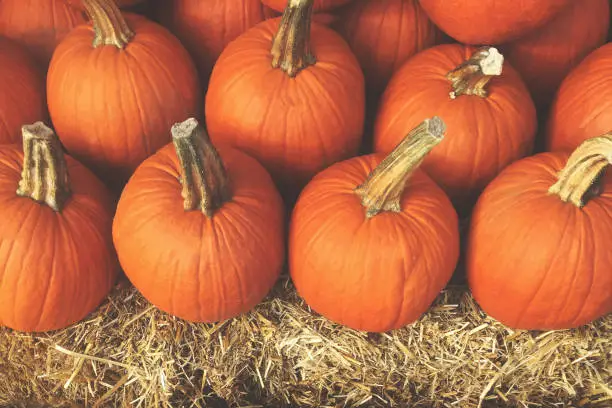 Photo of Pumpkins with Hay