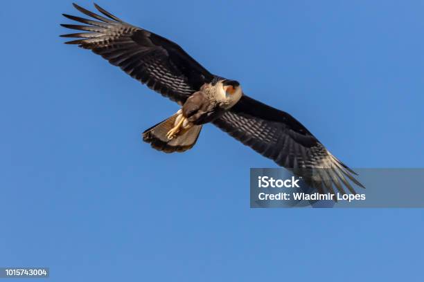 Caracará Or Carcará Hawk Flying Looking For A Meal Stock Photo - Download Image Now