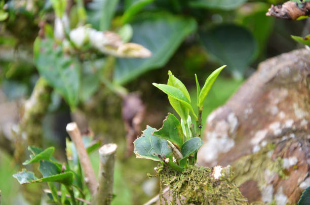 istock Close up tea leaves in Cameron Highland 1015749086
