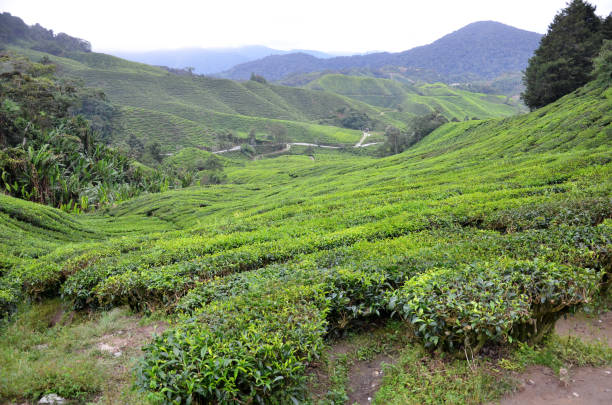 istock Tea Plantation in the Cameron Highlands 1015749100