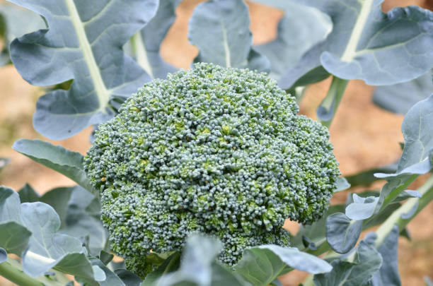 istock Raw broccoli in the farm 1015751664