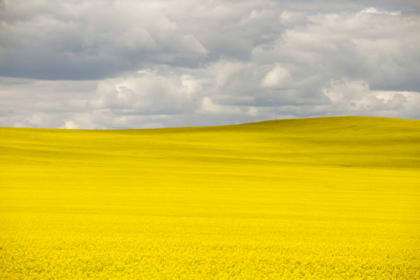 istock Prairie Canola Field Canada 1015751738