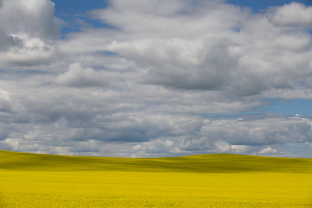 istock Prairie Canola Field Canada 1015751818