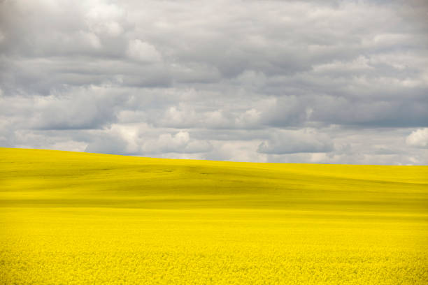 istock Prairie Canola Field Canada 1015751968