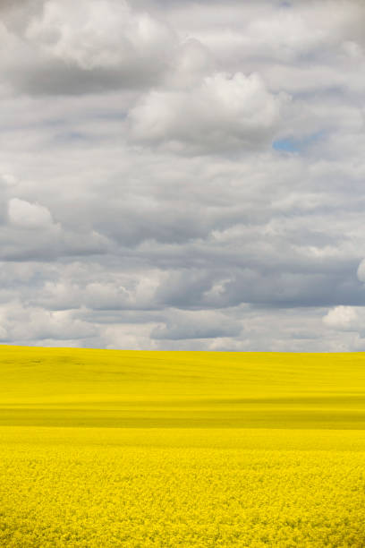 istock Prairie Canola Field Canada 1015752042