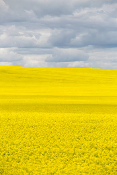 istock Prairie Canola Field Canada 1015752068