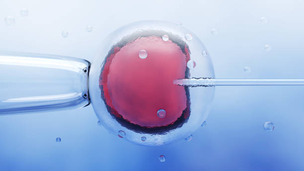 istock Microscopic research of in vitro fertilization IVF 1015762416