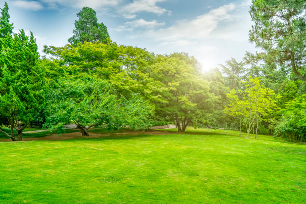 istock Green green forest in the park 1015762472