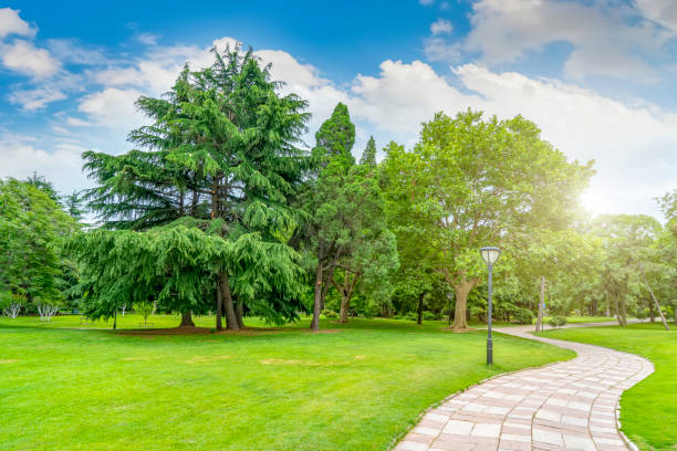 istock Green green forest in the park 1015762562