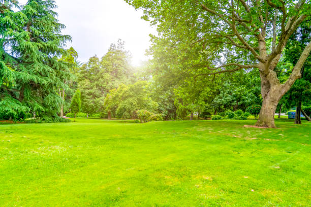 istock Green green forest in the park 1015762666