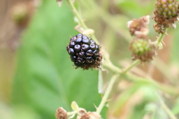 istock Various Berries - some edible, some not! 1015768318