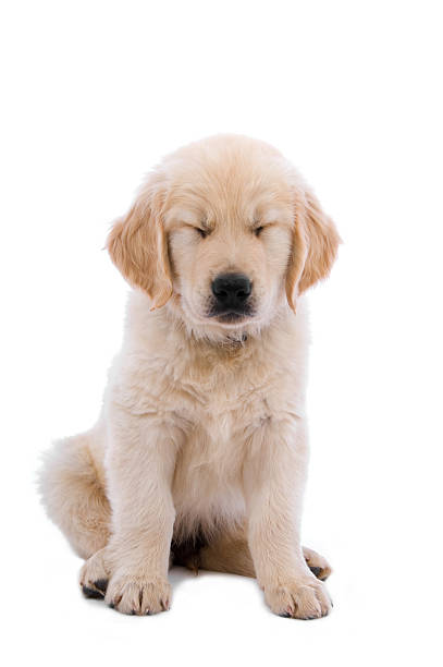 istock Golden Retriever Puppy 101577497
