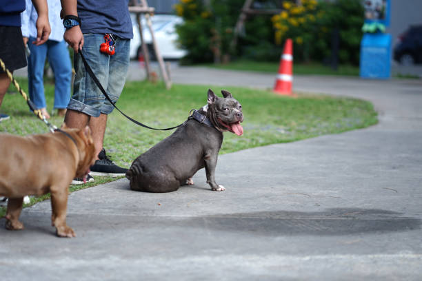 istock Grey color Pit bull dog with cropped ears standing with his owner 1015776472