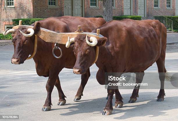 Oxen 조르기 단계 0명에 대한 스톡 사진 및 기타 이미지 - 0명, 동물, 사진-이미지