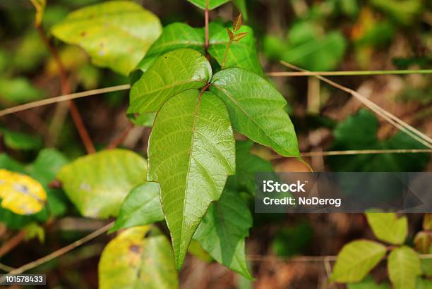 Toxicodendro - Fotografias de stock e mais imagens de Cor verde - Cor verde, Coçar, Epiderme de folha