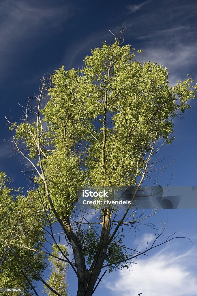 poplar tree - Lizenzfrei Ast - Pflanzenbestandteil Stock-Foto