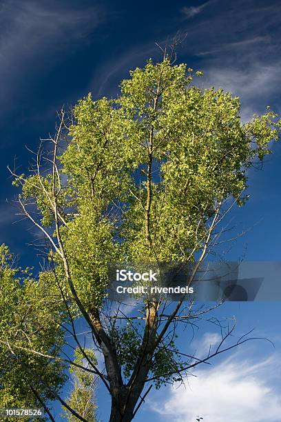 Poplar Tree Stockfoto und mehr Bilder von Ast - Pflanzenbestandteil - Ast - Pflanzenbestandteil, Baum, Blau