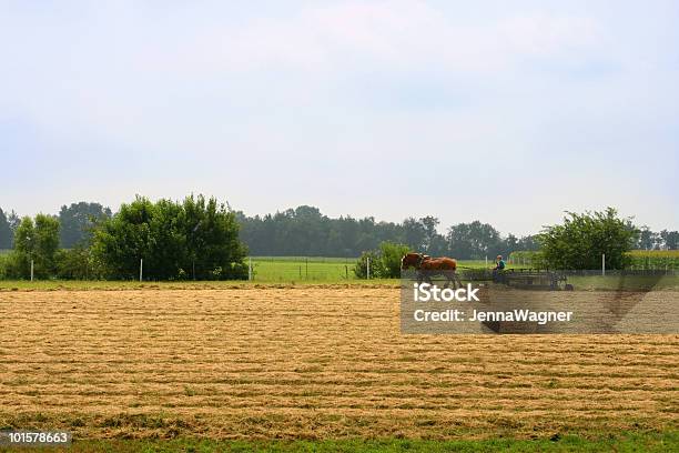 Amisze Zbiorów - zdjęcia stockowe i więcej obrazów Koń - Koń, Rolnictwo, Stan Indiana