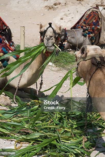 Camellos De Comer Foto de stock y más banco de imágenes de Animal - Animal, Asia Occidental, Camello