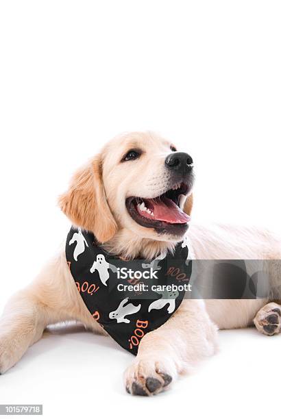Halloween Puppy Stock Photo - Download Image Now - Bandana, Dog, Puppy