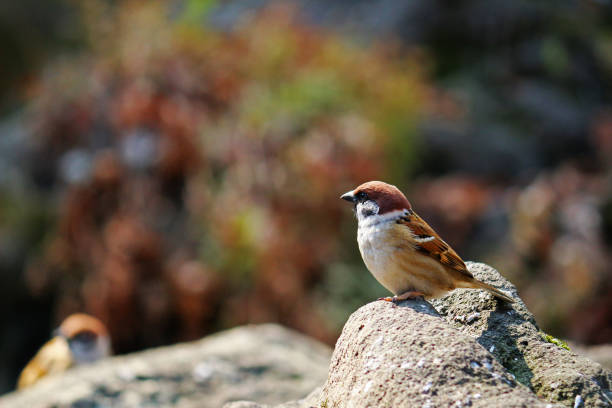 Urban birds