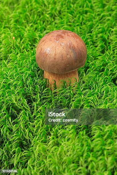 Little Boletus Fungo Di Muschio - Fotografie stock e altre immagini di Ambiente - Ambiente, Animale, Autunno