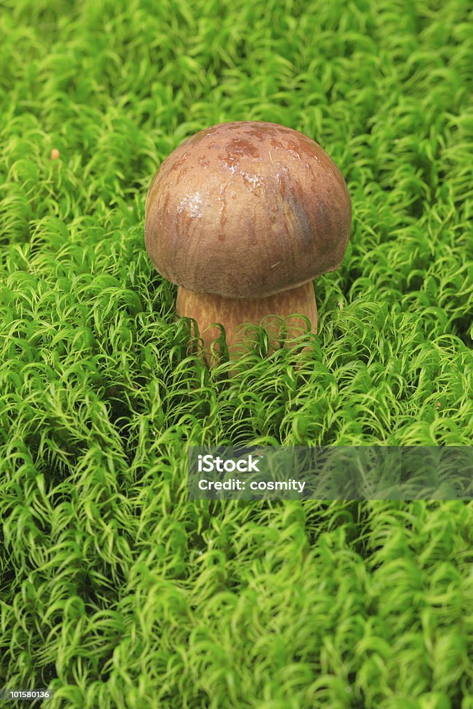 Little Boletus cogumelo no Moss - Foto de stock de Animal royalty-free