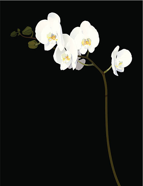 White Orchids in Bloom  orchid white stock illustrations