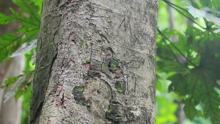 Green moss tree fern in rain forest area in water fall at natural park. camera dolly past tree