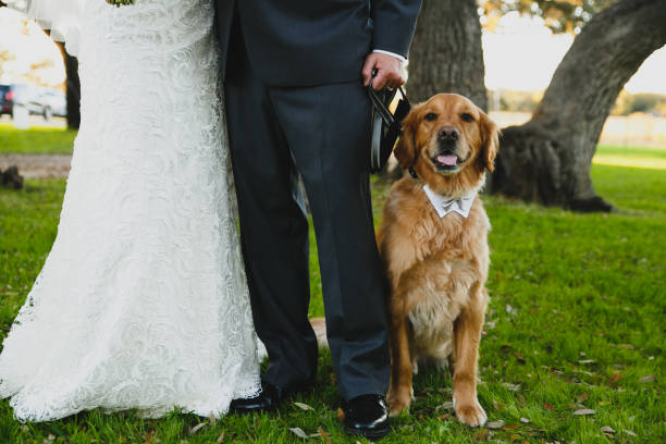istock Groom/Male Hands or Chest 1015802140