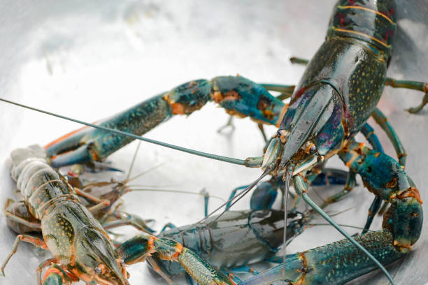 istock Crayfish, Crawfish, Freshwater lobster 1015805320