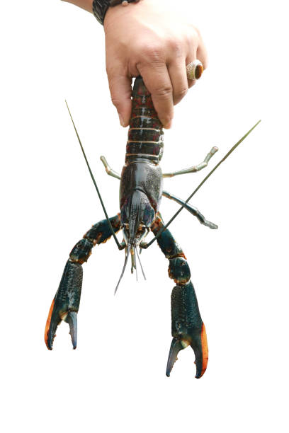 istock Crayfish, Crawfish, Freshwater lobster 1015805620