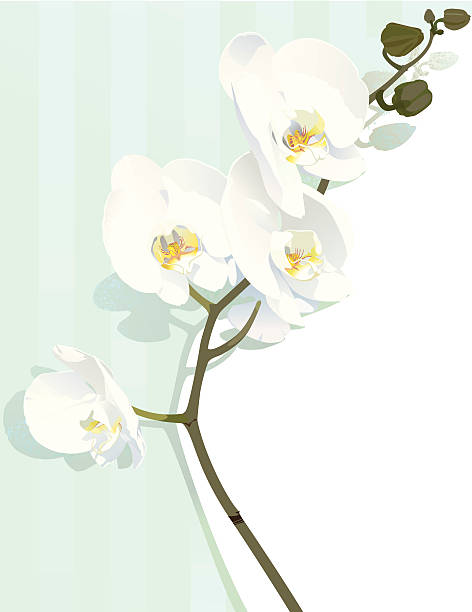 White Orchids  orchid white stock illustrations
