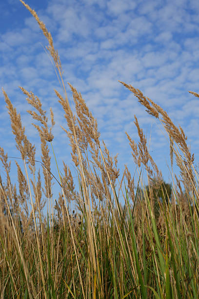 herbe - grass tall timothy grass field photos et images de collection