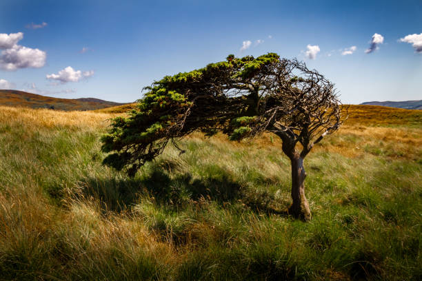 Amazing tree bent by the wind in a field with green and yellow grass.